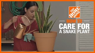 How to Care for a Snake Plant  Indoor Plant Tips  The Home Depot [upl. by Eniamrahs]