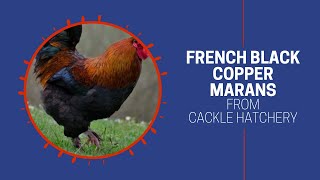 French Black Copper Marans Chicken  Cackle Hatchery [upl. by Oibaf]