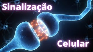 Sinalização celular – Fisiologia Humana [upl. by Yvaht]