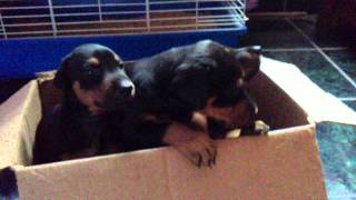 Cute Doberman Puppies Barking [upl. by Danell]