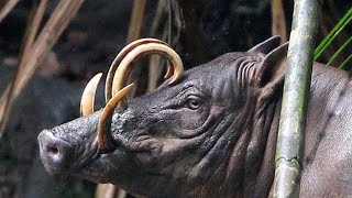 Babirusa – When Nature Had A Rough Time Creating You Shorts [upl. by Cestar]