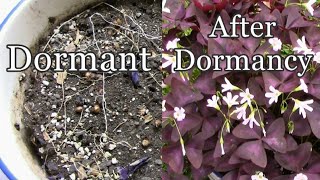 Specific Orchid Care During Dormancy How to Keep your Orchid Alive While In Dormancy [upl. by Hanimay]