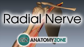 Radial Nerve  3D Anatomy Tutorial [upl. by Auj897]