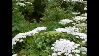 Giant Hogweed Identification and Comparison with Cow Parsnip [upl. by Africa661]