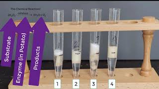 Enzyme Potato Experiment [upl. by Nawat743]