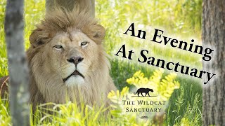 An Evening At Sanctuary  The Wildcat Sanctuary [upl. by Ayak]