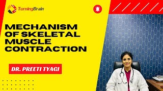 Mechanism of Skeletal Muscle Contraction [upl. by Neiv794]