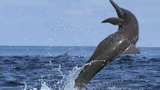 Awesome Spinner Dolphins filmed leaping by Spydolphin [upl. by Noak]