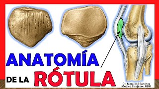 🥇 Anatomía de la RÓTULA ¡Fácil Rápida y Sencilla [upl. by Arndt]