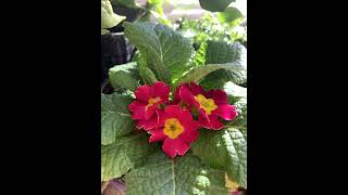 Primrose Plant Profile [upl. by Ahterahs478]