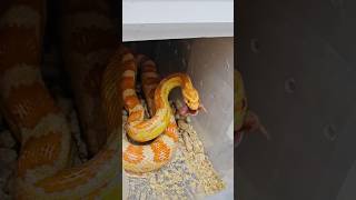 Corn Snakes are harmless [upl. by Irama]