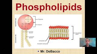 Phospholipids [upl. by Zumstein923]