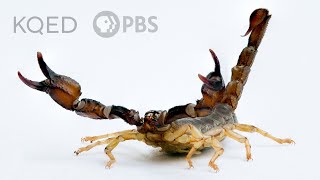 Scorpions Are Predators With a Sensitive Side  Deep Look [upl. by Roswell]