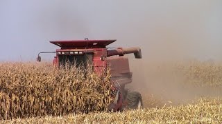 Case IH 2188 AxialFlow Combine Harvesting Corn [upl. by Germaun]