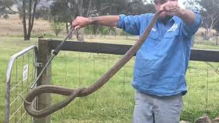 Big Eastern Brown Snake  Ballandean [upl. by Elodia379]