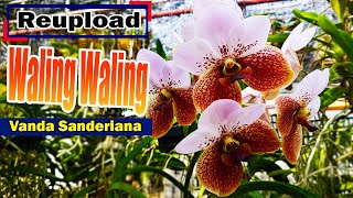 Vanda sanderiana  Waling waling [upl. by Getraer68]