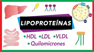 Lipoproteínas Quilomicrones VLDL LDL y HDL Transporte de lípidos [upl. by Ramed]