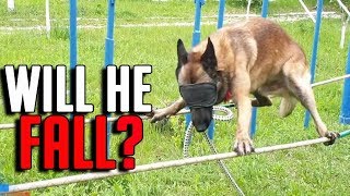 😱Belgian Malinois Blindfolded Walking Tightrope 😱 [upl. by Jonati33]