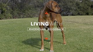 ALL ABOUT LIVING WITH RHODESIAN RIDGEBACKS [upl. by Thrasher579]