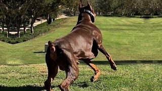 BEST OF DOBERMAN  THE SUPER INTELLIGENT DOG [upl. by Ettenav]