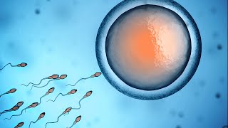 Human Physiology  Fertilization and Implantation [upl. by Emmerie]