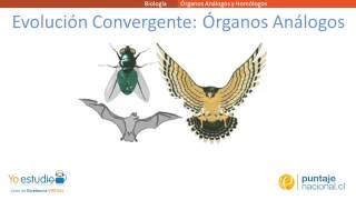 Órganos Homólogos y Análogos [upl. by Gudren]