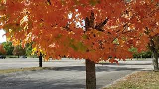 ID That Tree Fall Color Sugar Maple [upl. by Crelin]