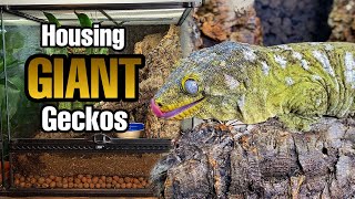 How to Setup a Giant Gecko Vivarium Rhacodactylus leachianus [upl. by Arrac121]