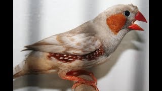 zebra finch singing  beautiful [upl. by Einnim]