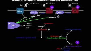 Anatomy  Mechanisms of Smooth Muscle Contraction [upl. by Nemhauser93]