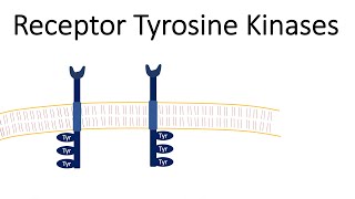 Receptor Tyrosine Kinases  RTK [upl. by Nnad]