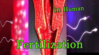 Fertilization 3D Animation [upl. by Devad]