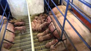 The Birthing Process of a Piglet [upl. by Ashti642]