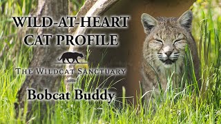 WildAtHeart Profile Buddy  The Wildcat Sanctuary [upl. by Ecnadnac757]