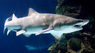 Facts The Sand Tiger Shark [upl. by Oeniri]