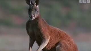 Australia Wildlife and Nature [upl. by Eirased]