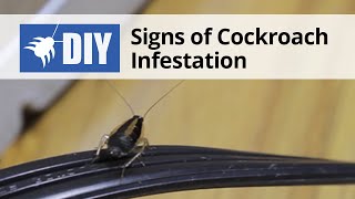 Signs of a Cockroach Infestation [upl. by Chita]