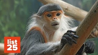 25 Most ENDANGERED Primates We May Lose This Century [upl. by Iam]