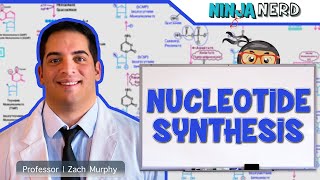 Metabolism  Nucleotide Synthesis  Purine amp Pyrimidine Synthesis [upl. by Coke572]