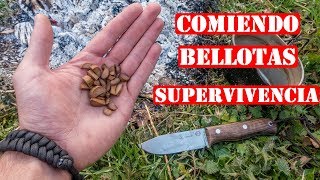 Comida De Supervivencia  Como Cocinar Bellotas En El Bosque [upl. by Cristoforo]