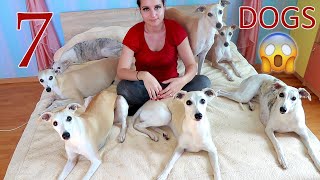 Life with 7 dogs  What my Whippets do in a day [upl. by Nelle]