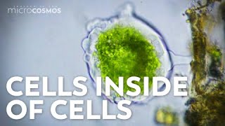 Where Did Eukaryotic Cells Come From [upl. by Mervin]