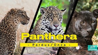 Panthera  Pardus  Onca [upl. by Edward210]