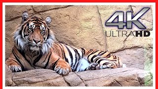 London Zoo Animals  FULL walking tour  Things to do in LONDON  3h40m [upl. by Cherianne]