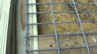 Tom Garner Kennels Pit Bull Pen Building Video [upl. by Sukcirdor]