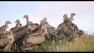 An Ancient Tibetan Burial Ritual Made into a Tourist Attraction [upl. by Oniskey]