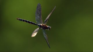 Slow Motion Dragonflies [upl. by Nannette]