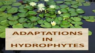 Adaptations of Hydrophytes [upl. by Carma577]