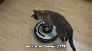 Cat shows HOW TO use iRobot Roomba Vacuum [upl. by Yelknirb]