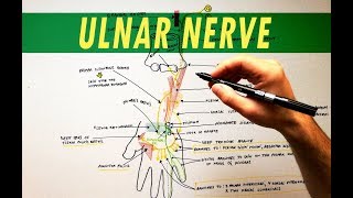 Ulnar Nerve  Anatomy Tutorial [upl. by Gwendolyn]